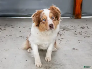 Australian Shepherd dogs for sale: Lexi - Ad 4