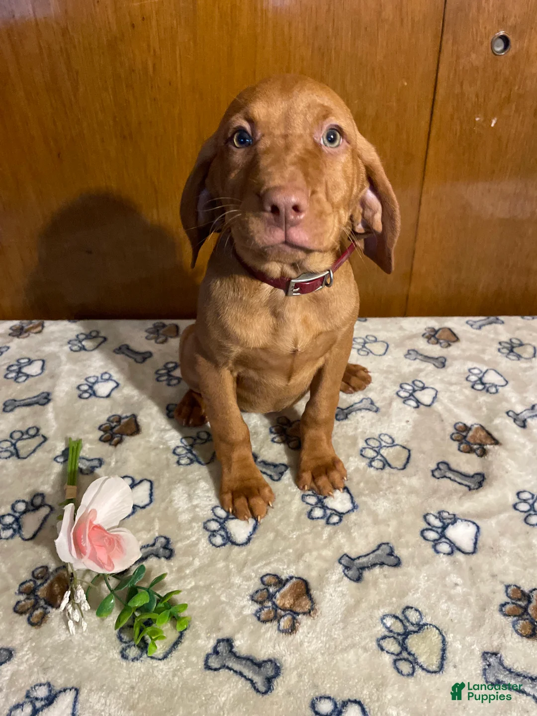 Vizsla dogs for sale: Zelda - Ad 4