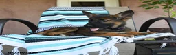 German Shepherd dogs for sale: Gretel - Ad 3