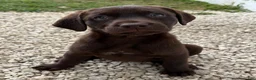 Labrador Retriever dogs for sale: Labrador Retriever Puppy 2 - Ad 7