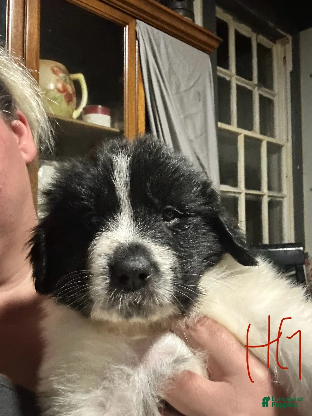 Mixed Breed dogs for sale: Mixed Breed Puppy 1 - Ad 5