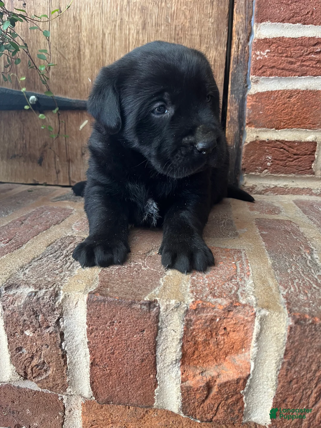 Labrador Retriever dogs for sale: Duke - Ad 2