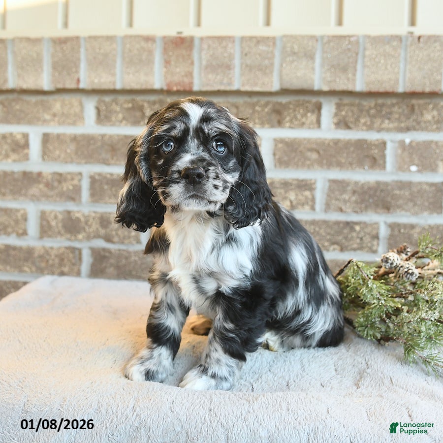 Cocker Spaniel dogs Stella - Ad 24