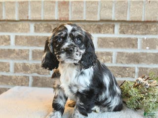 Cocker Spaniel dogs Stella - Ad 24