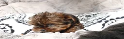 Shorkie dogs for sale: Bailey  - Ad 7