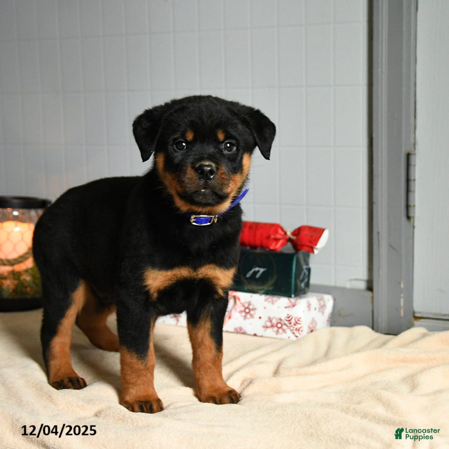 Rottweiler dogs Choco  - Ad 20