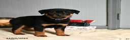Rottweiler dogs for sale: Choco  - Ad 1