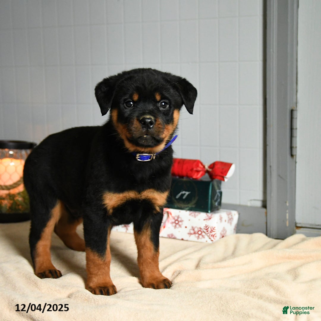 Rottweiler dogs for sale: Choco  - Ad 1