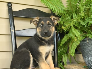 German Shepherd dogs - Ad 15