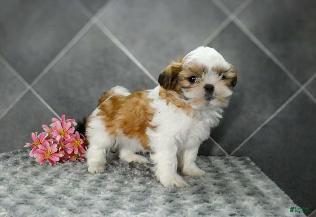 Shih Tzu dogs for sale: Daisy - Ad 2