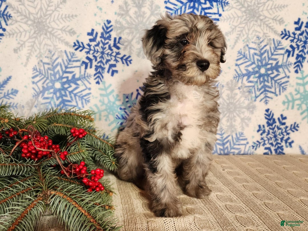 Mini Bernedoodle dogs for sale: Blitz - Ad 15