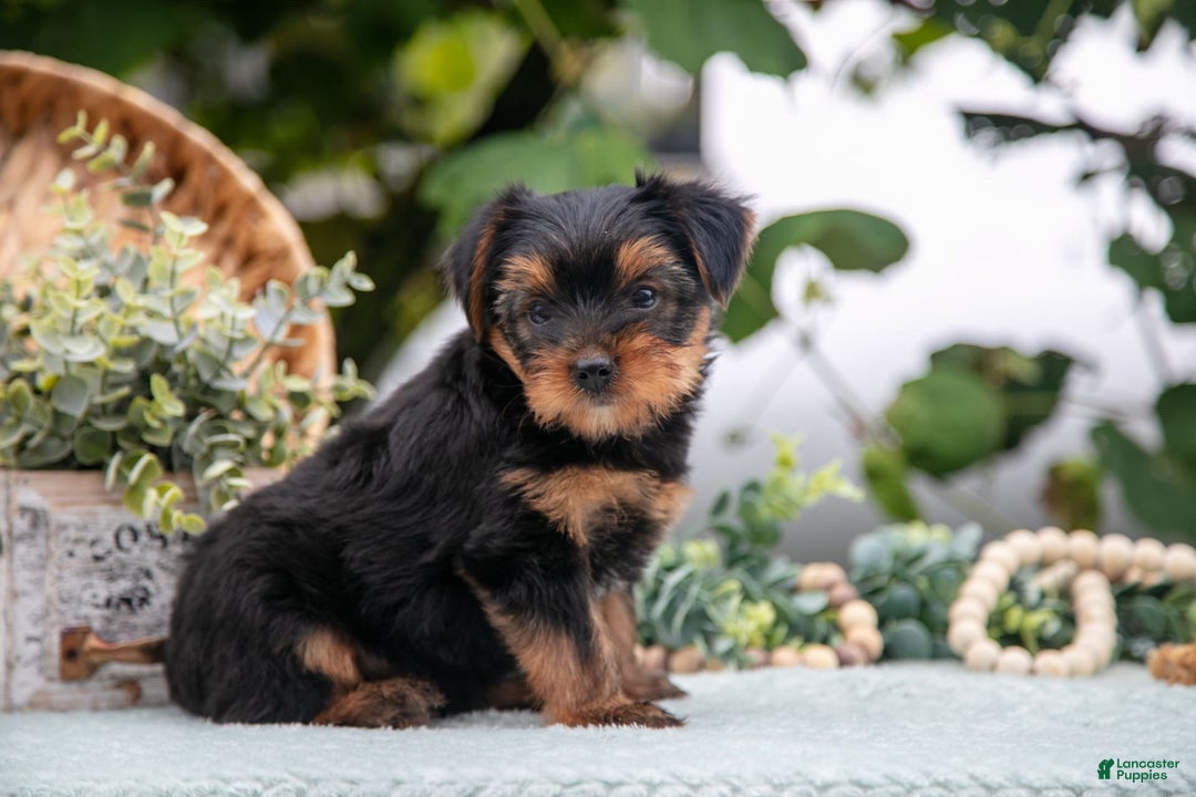 Shorkie dogs for sale: Hiccup - Ad 3