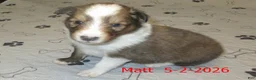 Shetland Sheepdog dogs for sale: Matt Male - Ad 3