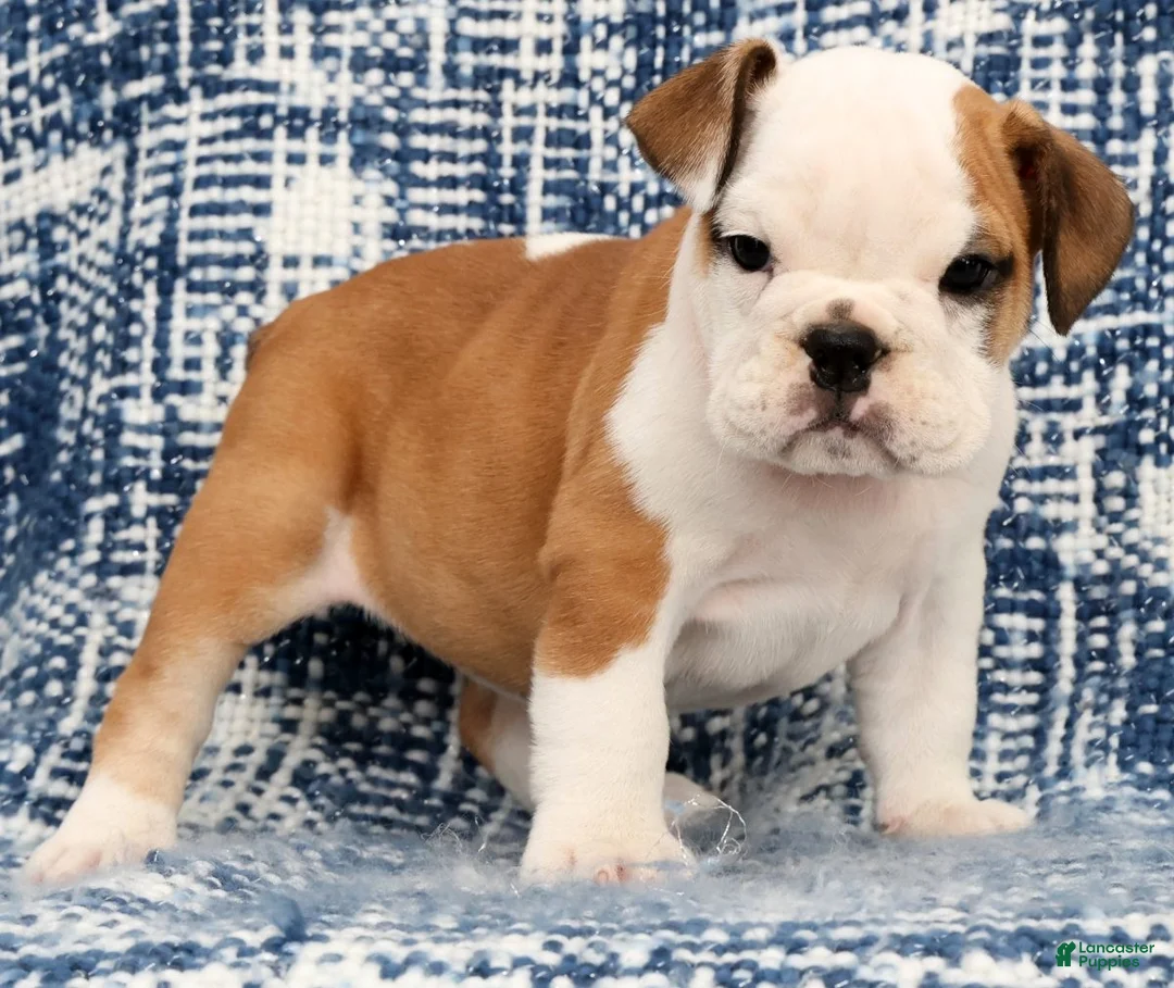 English Bulldog dogs for sale: Molly - Ad 2
