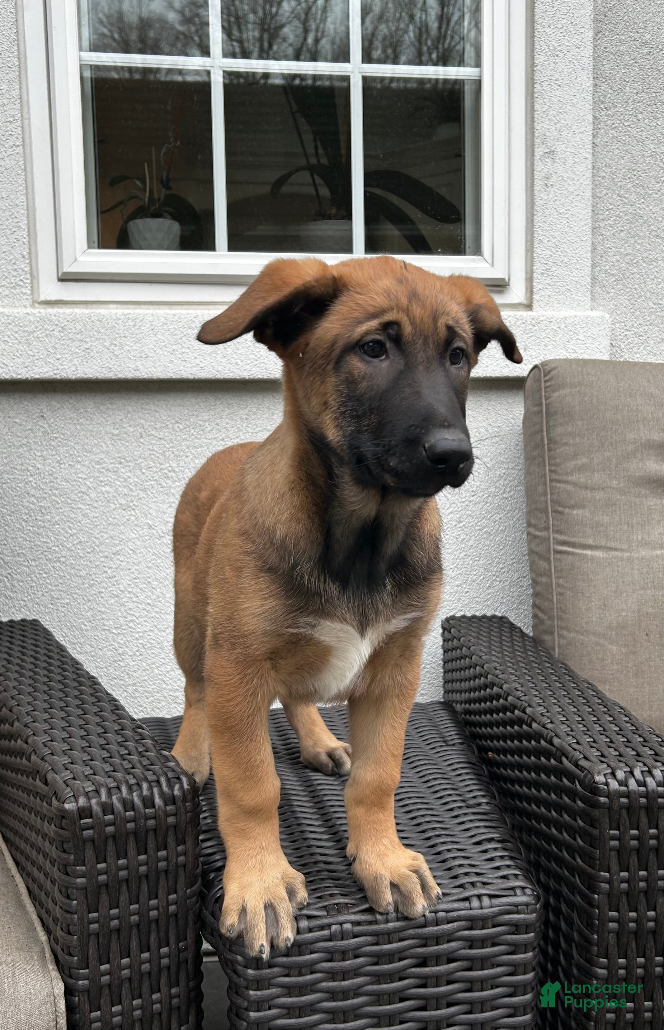 Belgian Malinois dogs Belgian Malinois Puppy Luna - Ad 2