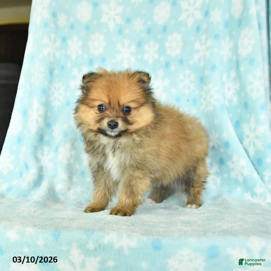 Pomeranian dogs for sale: Dusty - Ad 3