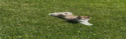 Pomsky dogs for sale: Rex - Ad 4
