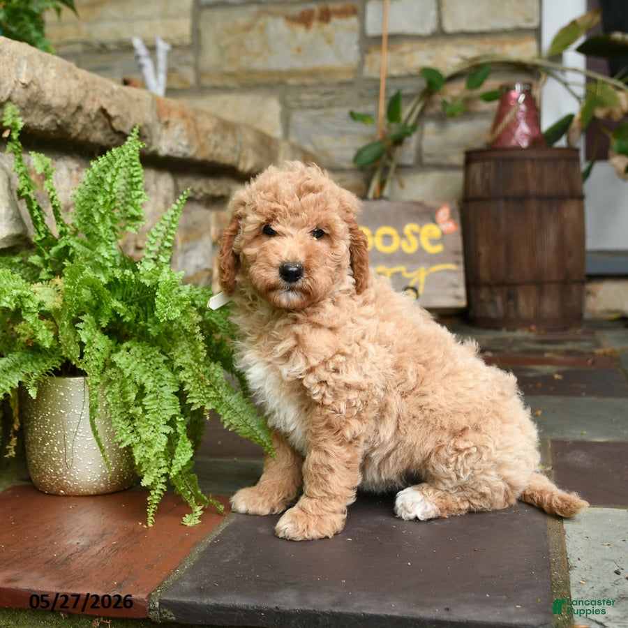 Mini Goldendoodle dogs for sale: Sugar - Ad 1