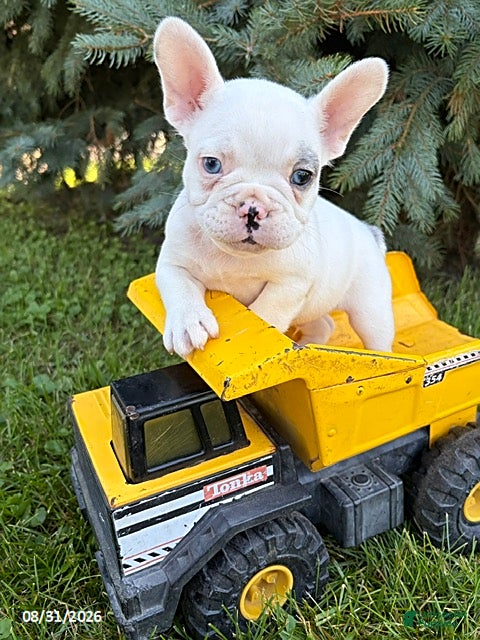 French Bulldog dogs Louie - Ad 2
