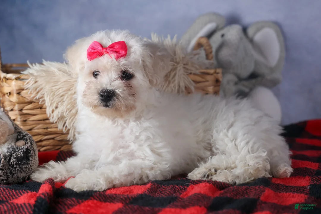 Bichon Frise dogs for sale: Dorria - Ad 17