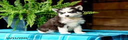 Pomsky dogs for sale: Tootsie - Ad 9