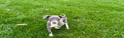 Italian Greyhound dogs for sale: Corbin  - Ad 7