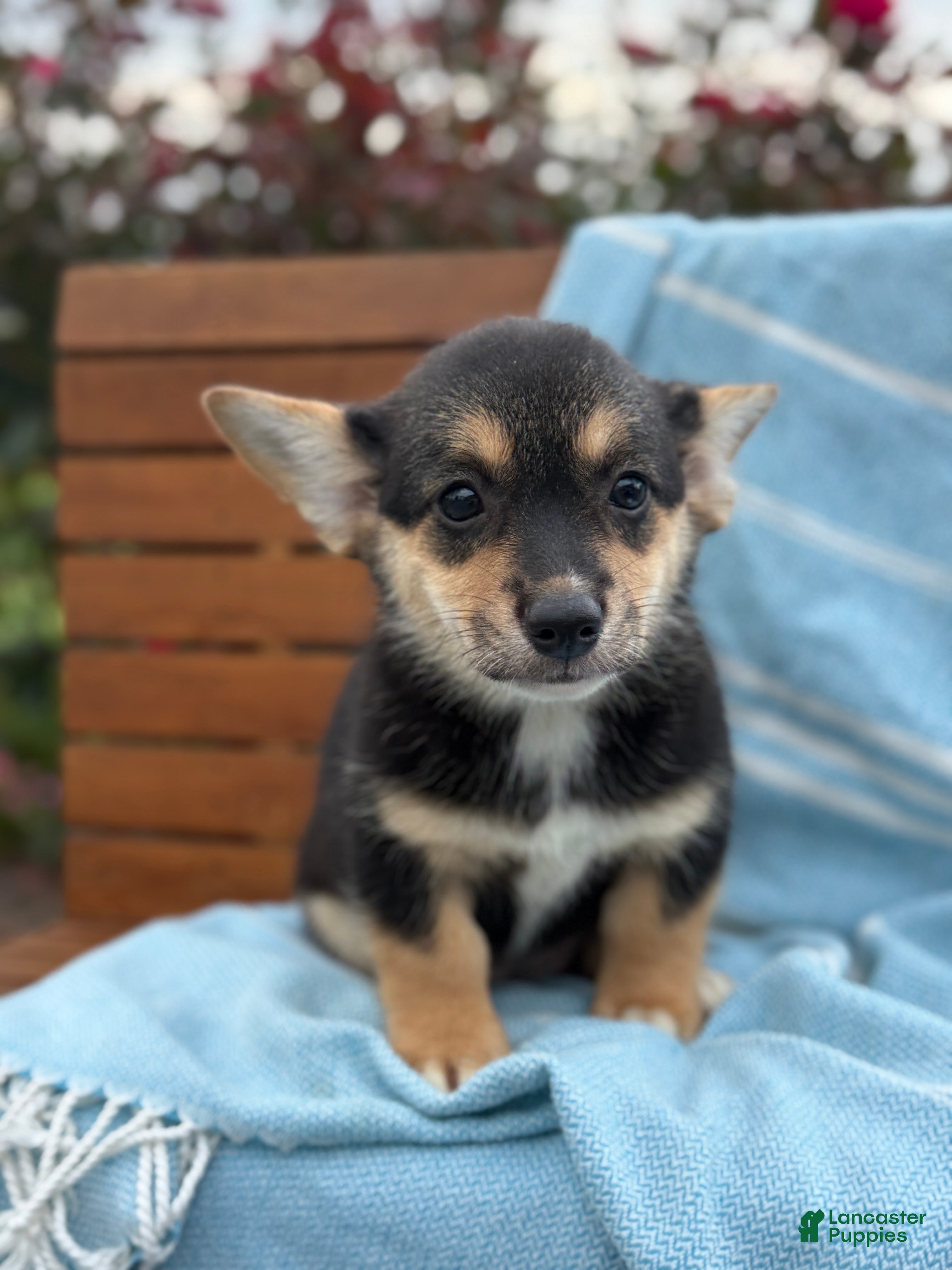 Welsh Corgi Pembroke dogs Josie - Ad 1