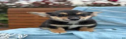 Welsh Corgi Pembroke dogs for sale: Josie - Ad 1