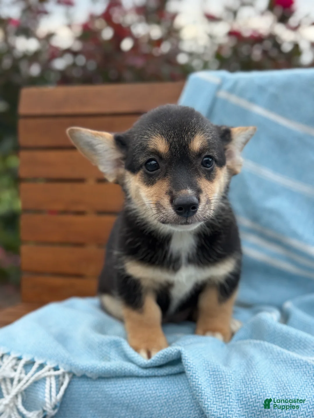 Welsh Corgi Pembroke dogs for sale: Josie - Ad 1