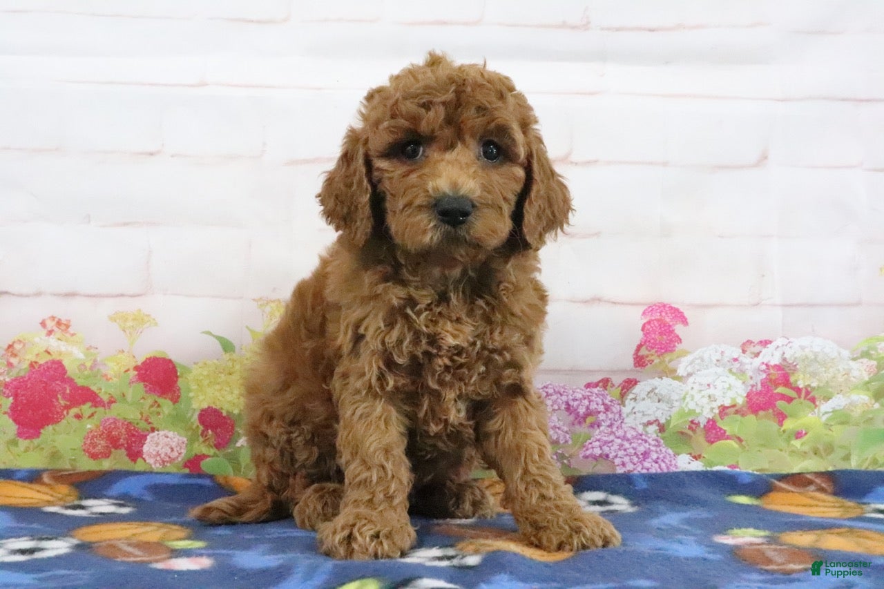Mini Goldendoodle dogs Fido - Ad 1