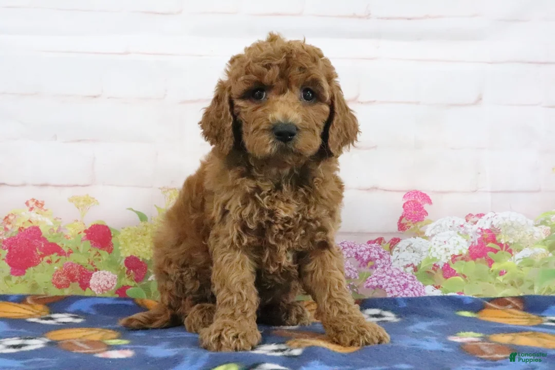 Mini Goldendoodle dogs for sale: Fido - Ad 1
