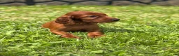 Irish Setter dogs for sale: Orange collar  - Ad 2