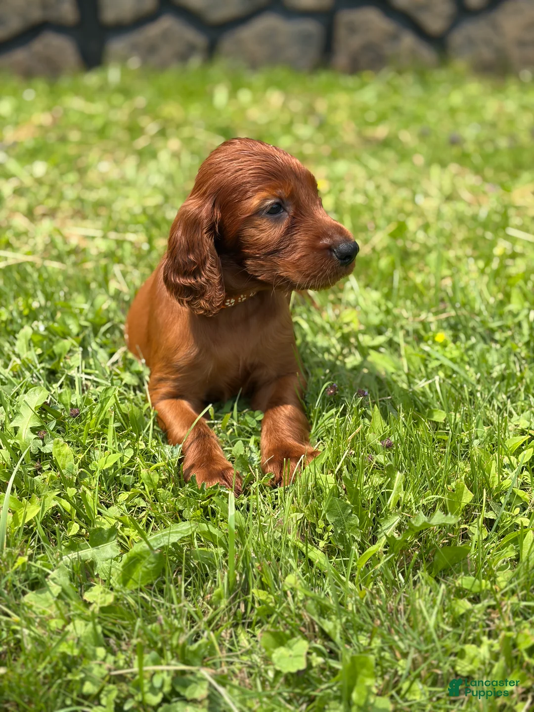 Irish Setter dogs for sale: Orange collar  - Ad 2