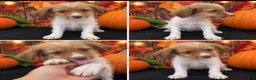 Schnoodle dogs for sale: Schnoodle 1 - Ad 1