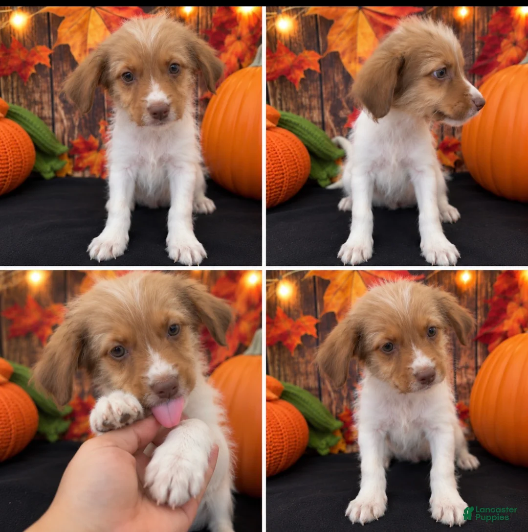 Schnoodle dogs for sale: Schnoodle 1 - Ad 1