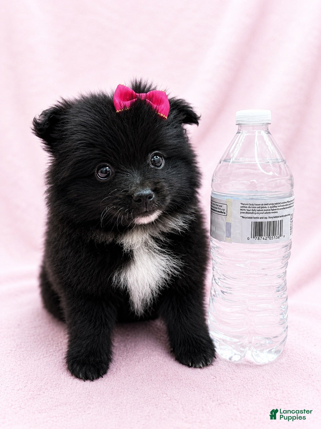 Pomeranian dogs Pomeranian 1 - Ad 9