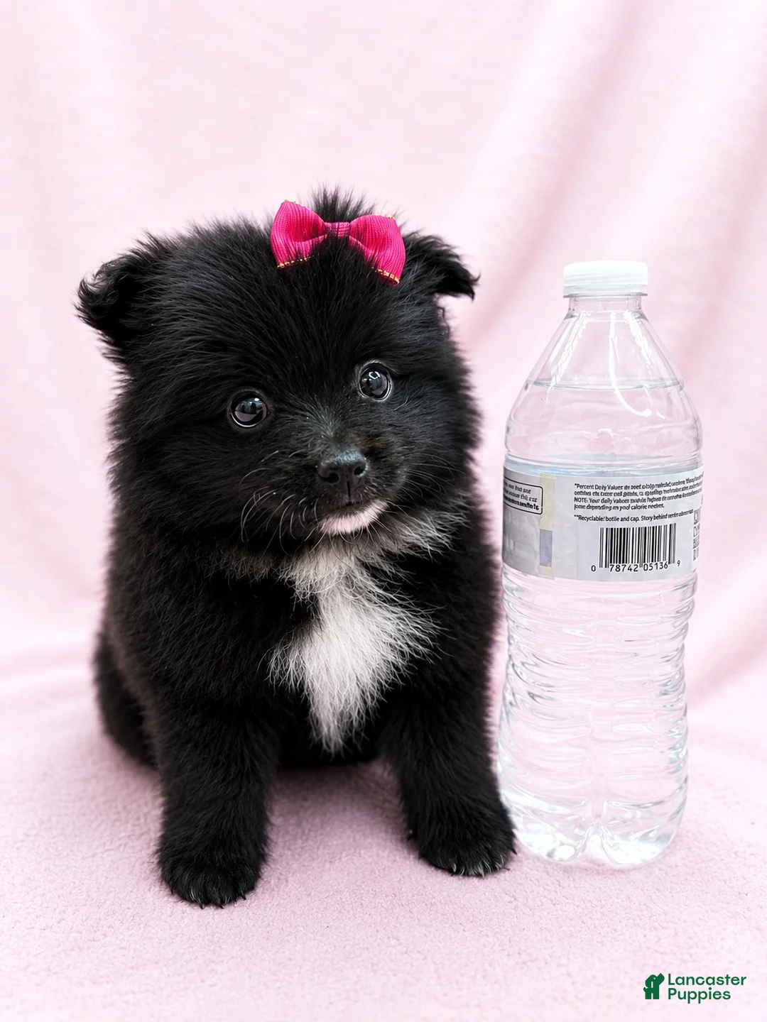 Pomeranian dogs for sale: Pomeranian 1 - Ad 1