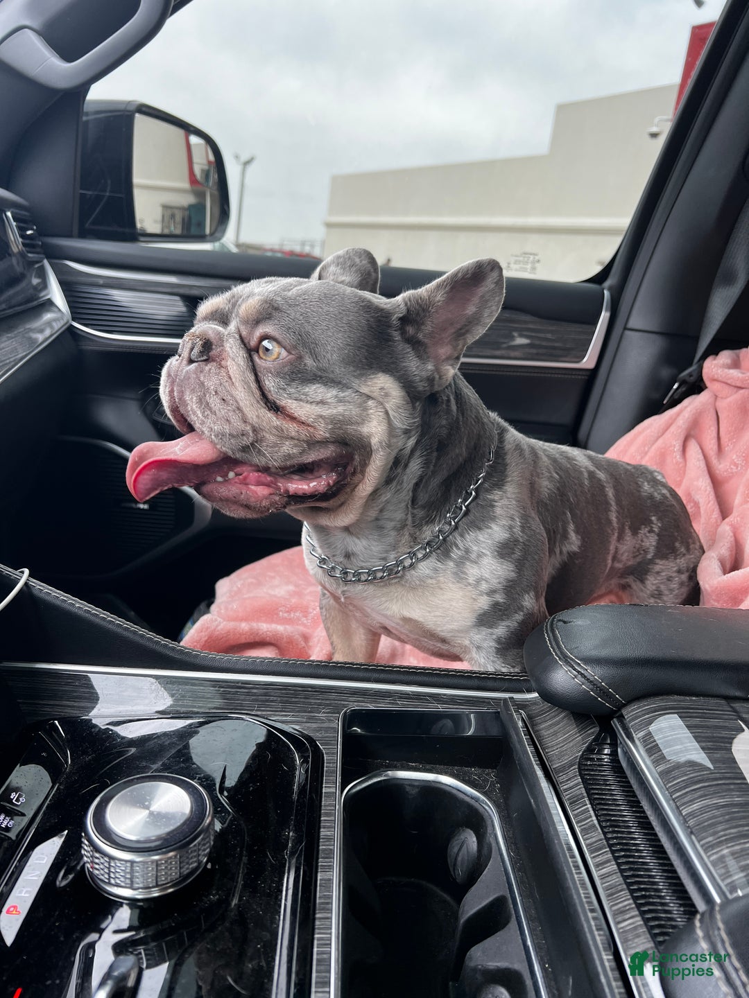 French Bulldog dogs for sale: Louie - Ad 5