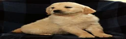 Golden Retriever dogs for sale: Shena - Ad 6