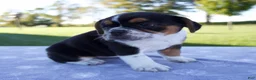 Beabull dogs for sale: Alice - Ad 4