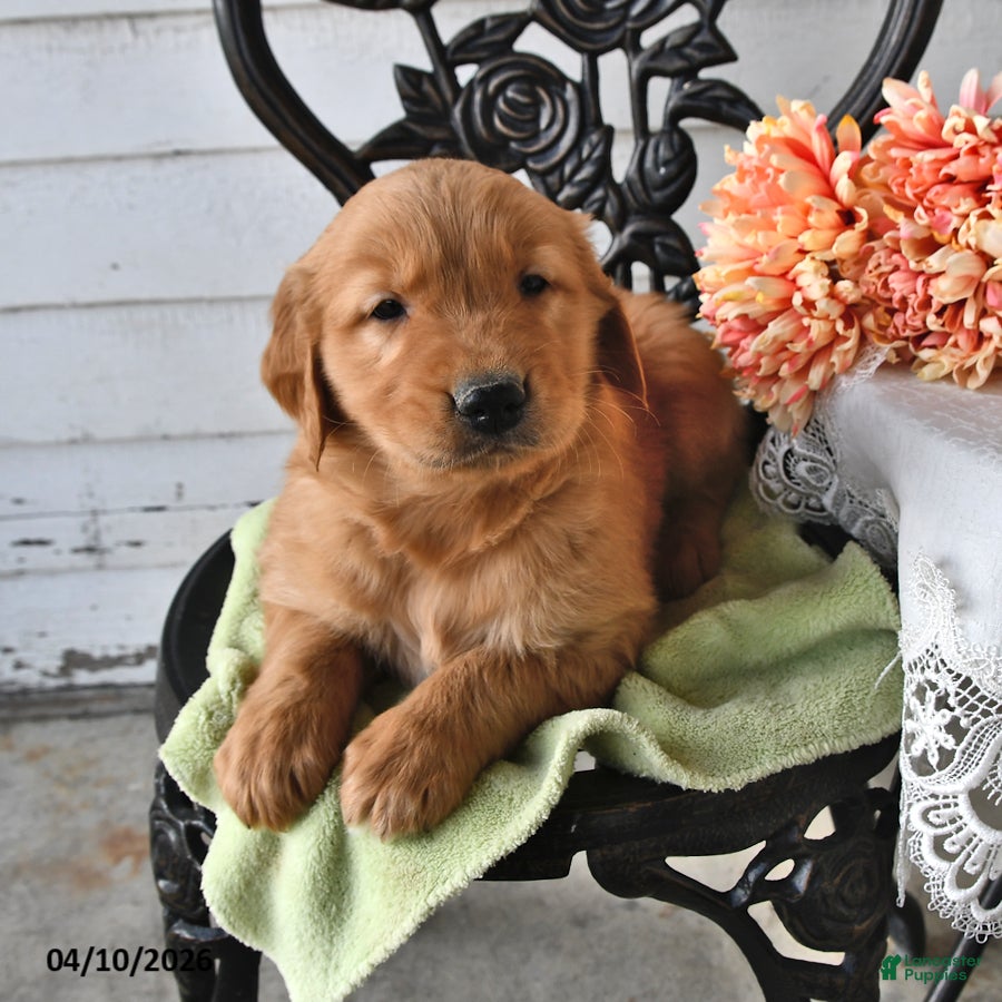 Golden Retriever dogs Troy - Ad 2