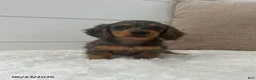 Miniature Dachshund dogs for sale: Sprout - Ad 1