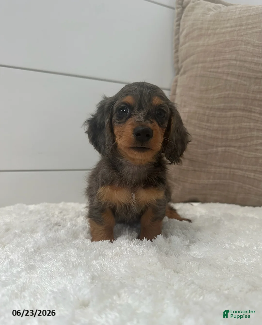 Miniature Dachshund dogs for sale: Sprout - Ad 1