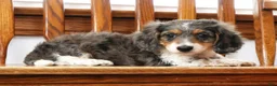 Miniature Dachshund dogs for sale: Victor - Ad 7