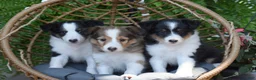 Shetland Sheepdog dogs for sale: Tory - Ad 4