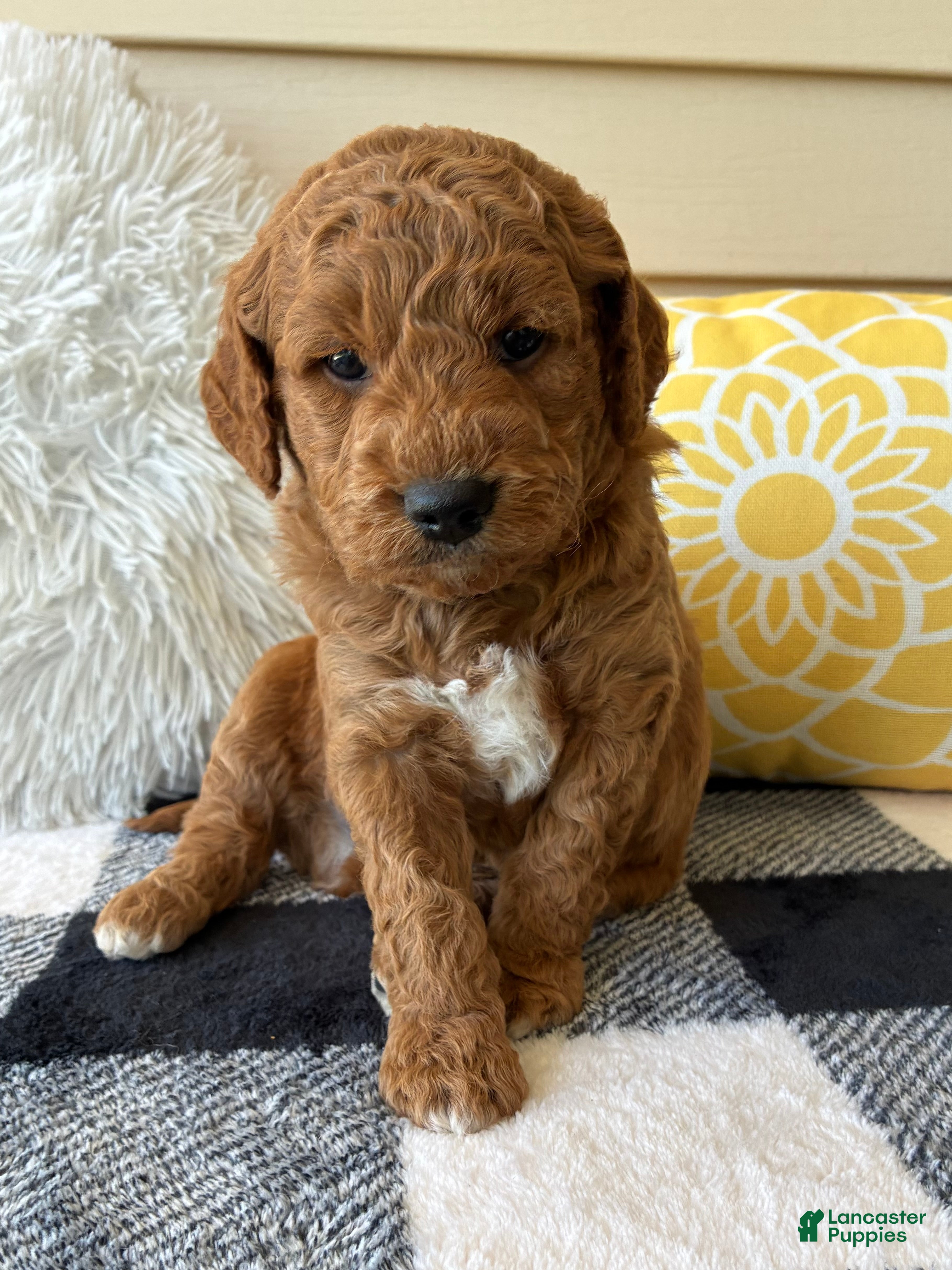 Mini Goldendoodle dogs Mini Goldendoodle “Axel” - Ad 2