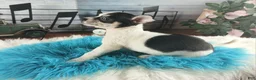 Chihuahua dogs for sale: White blk tri male Hand Delivery  - Ad 2
