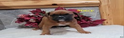 Boxer dogs for sale: Stacy - Ad 3
