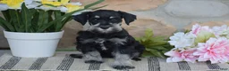 Miniature Schnauzer dogs for sale: Tucker - Ad 6