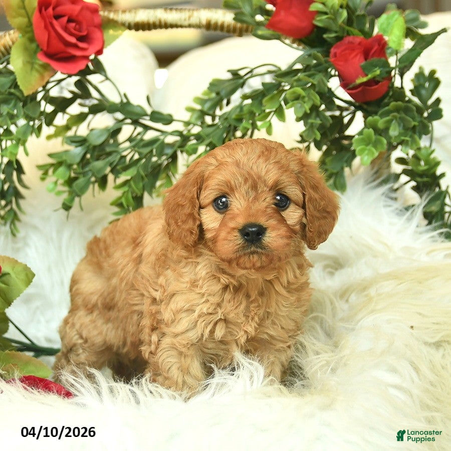 Cavapoo dogs Toby  - Ad 2